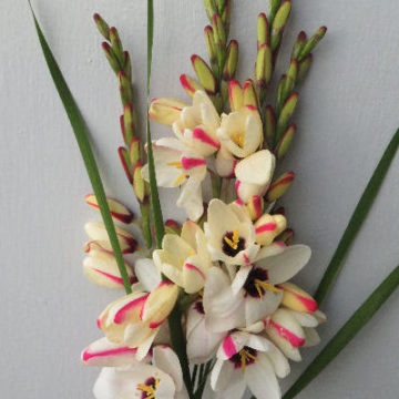 IXIA WHITE & CERISE