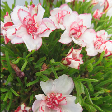 OXALIS VERSICOLOR – DOUBLE