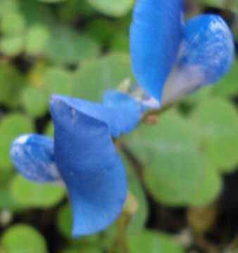 PAROCHETUS COMMUNIS