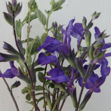 SALVIA GREGGII BLUE NOTE