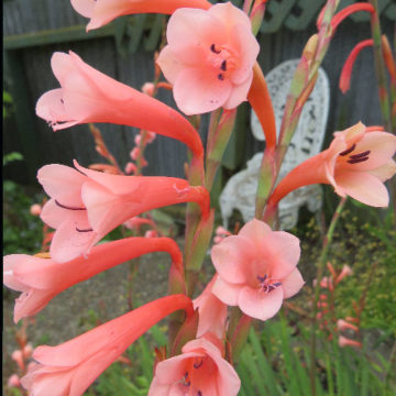WATSONIA ALETROIDES APRICOT