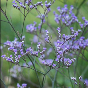 LIMONIUM LATIFOLIUM