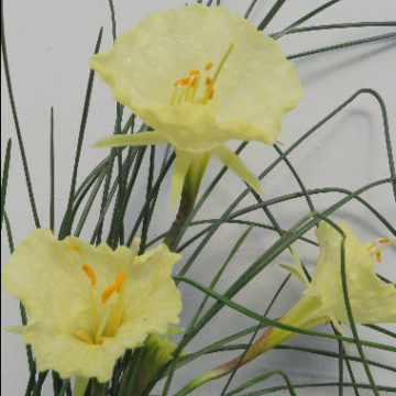 NARCISSUS BULBOCODIUM ROMIEUXII