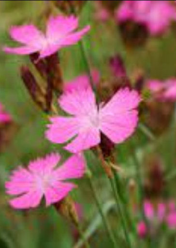 DIANTHUS CARTHUSIANORUM The Collectors Corner Buy unusual perennial