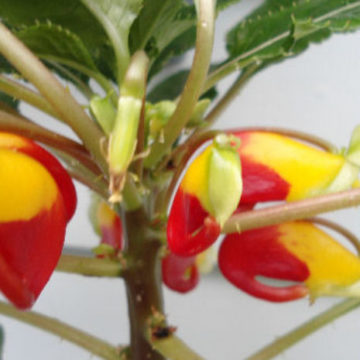 HOUSE  PLANT – IMPATIENS CONGOLENSIS
