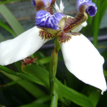 NEOMARICA NORTHIANA