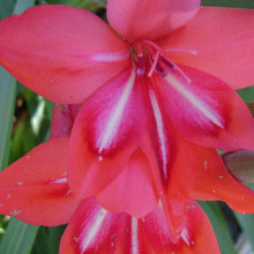 GLADIOLUS CARDINALIS