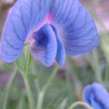 LATHYRUS SATIVUS