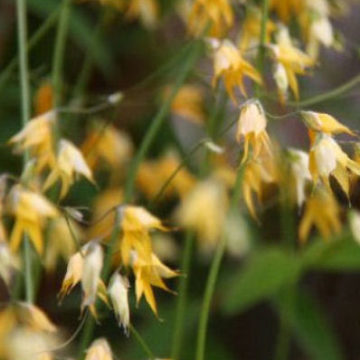MELASPHAERULA RAMOSA