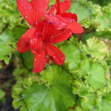GERANIUM DISTINCTION