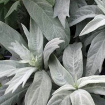 ARTEMISIA LUDOVICIANA VALERIE FINNIS