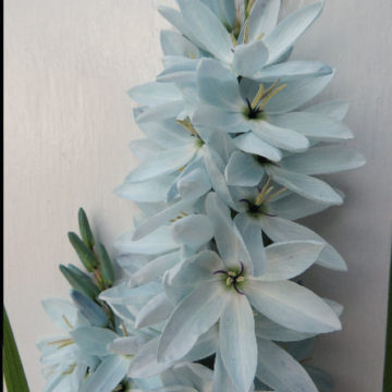 IXIA ELVIRA