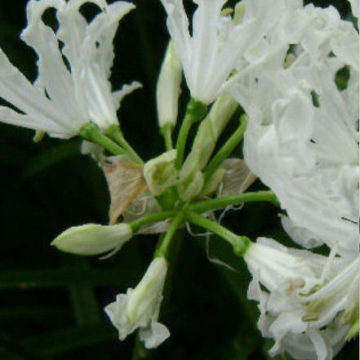 NERINE FLEXUOSA ALBA