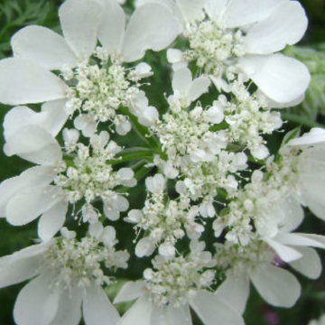 ORLAYA GRANDIFLORA