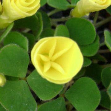 OXALIS LUTEOLA