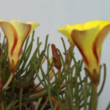 OXALIS PULVINATA