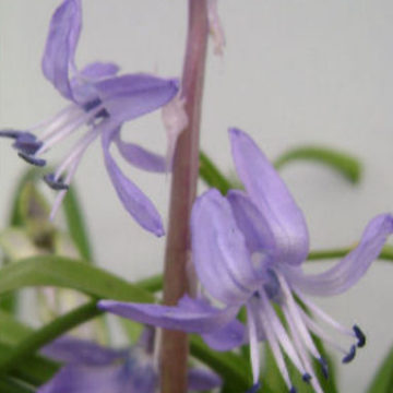 SCILLA GREILHUBERI