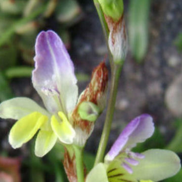 SPARAXIS VILLOSA