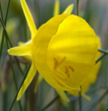 NARCISSUS BULBOCODIUM OBESUS
