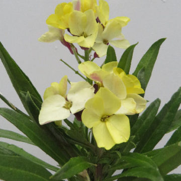 ERYSIMUM JOY GOLD