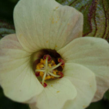 HIBISCUS RICHARDSONII