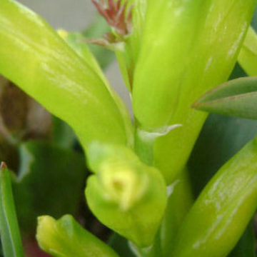 LACHENALIA REFLEXA