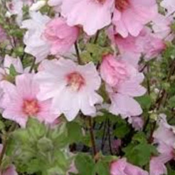 LAVATERA BARNSLEY