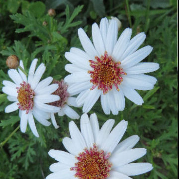 MARGUERITE DAISY “SUMMER EYES”