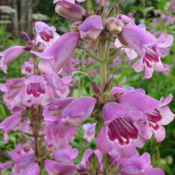 PENSTEMON DOROTHY