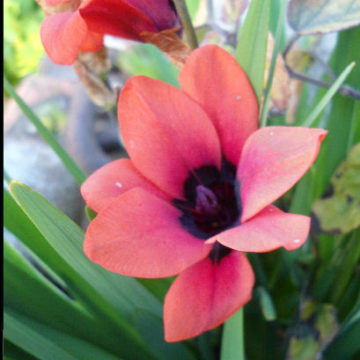 SPARAXIS ORANGE