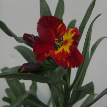 ERYSIMUM CHIERI