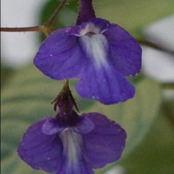 STREPTOCARPUS HOLSTII