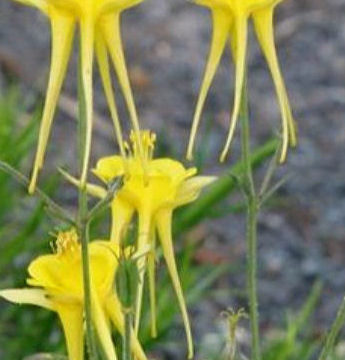 AQUILEGIA CHRYSANTHA DENVER GOLD