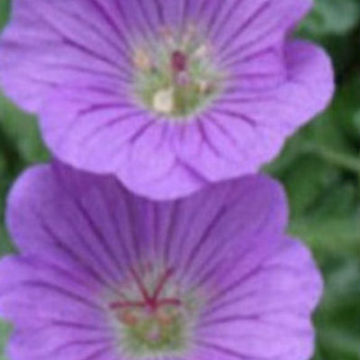 GERANIUM HARVEYI