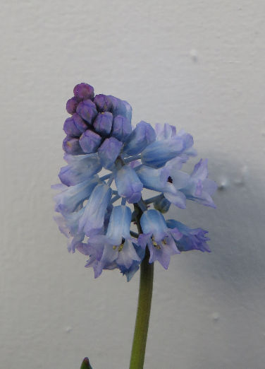 MUSCARI AZUREUM