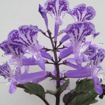 PLECTRANTHUS SACCATUS “VELVET ELVIS”