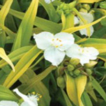 TRADESCANTIA ANDERSONIANA GOLD FOLIAGE
