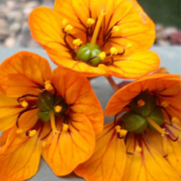 TROPAEOLUM TUBEROSUM
