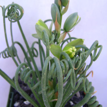 ALBUCA SPIRALIS