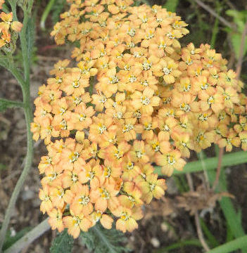 ACHILLEA BUTTERSCOTCH