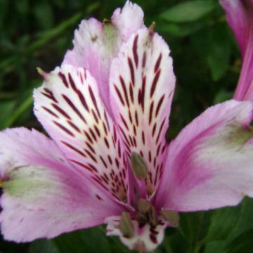 ALSTROEMERIA LAVENDER PINK