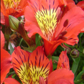 ALSTROEMERIA RED BARON