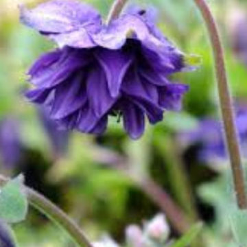 AQUILEGIA BLUE BARLOW