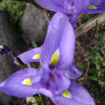 MORAEA POLYSTACHA