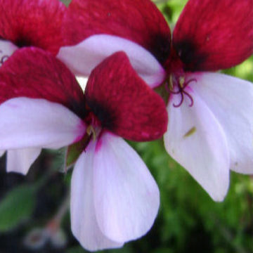 PELARGONIUM SPLENDIDE