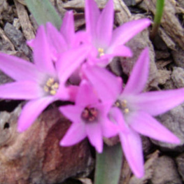 POLYXENA PAUCIFOLIA