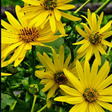 SILPHIUM PERFOLIATUM