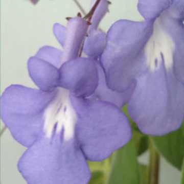 STREPTOCARPUS SAXORUM