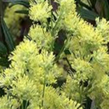 THALICTRUM FLAVUM