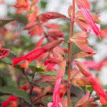 SALVIA EMBERS WISH